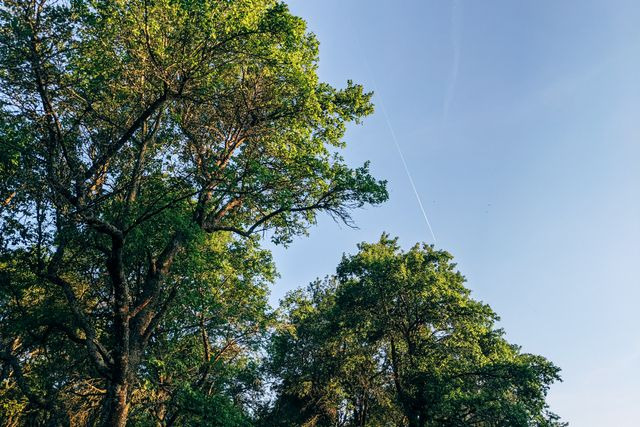 tree-tops